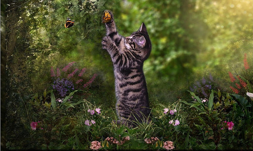 ღ❤ღ, animal, cute, cat, beautiful HD wallpaper