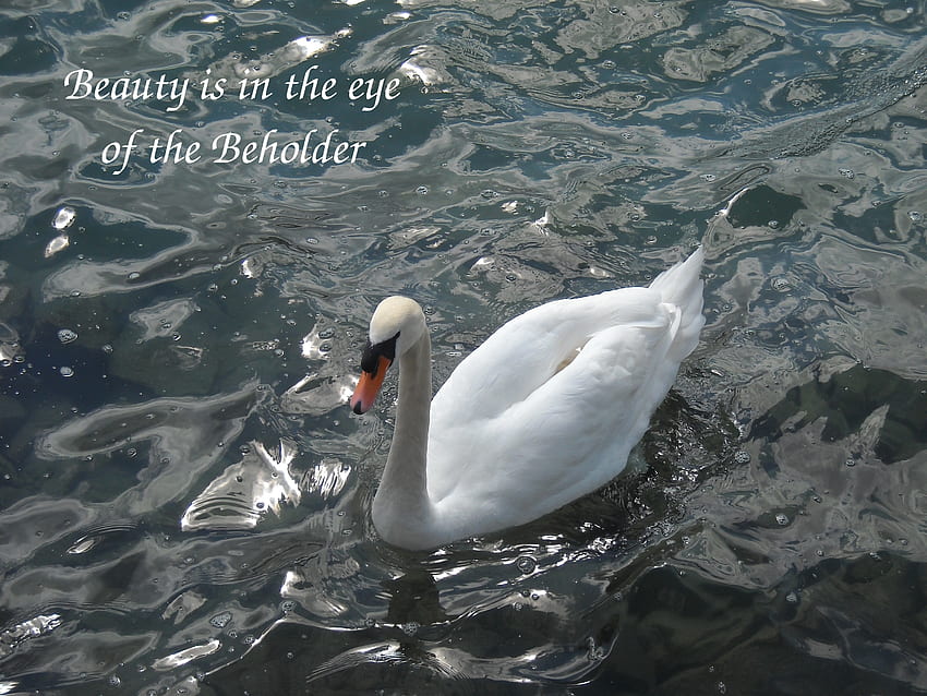 Beauty is in the eye of the Beholder, words, white, life, bird, swan, water, lake, beauty HD wallpaper