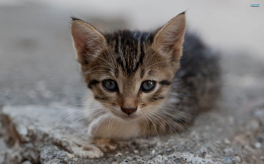 ~Little Cutie~, 子猫, 甘い, 動物, かわいい, 猫, 猫, 小さい, 貴重な, 敷設, ペット, 愛らしい 高画質の壁紙