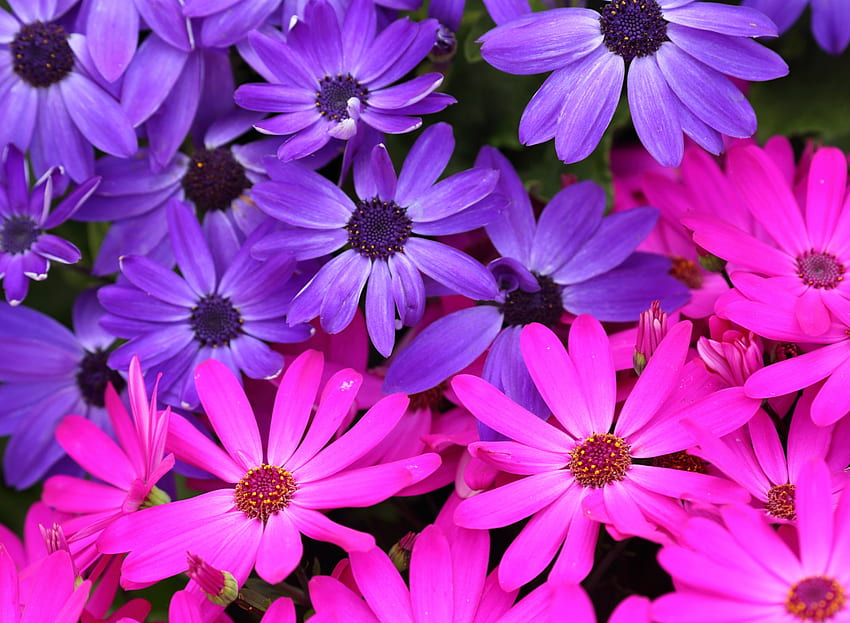 fioletowe i różowe astry, fioletowy, astry, różowy, graficzny, przyroda, kwiaty, uroda, stokrotki, kolor Tapeta HD