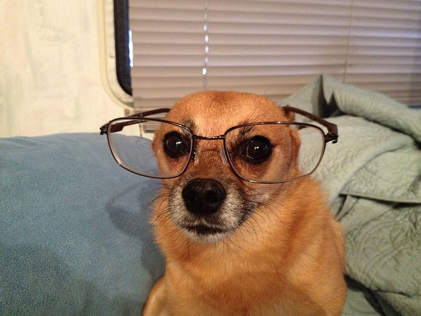 Príncipe Retirada Menagerry Stock de chihuahua, perro, perro con gafas fondo de pantalla | Pxfuel