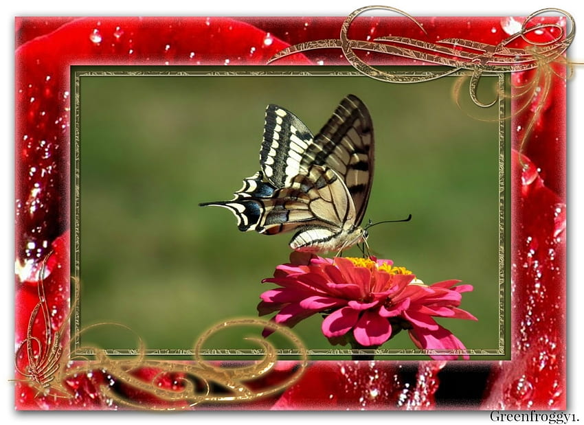 Swallowtail 나비, 예쁜, 나비, 액자 HD 월페이퍼