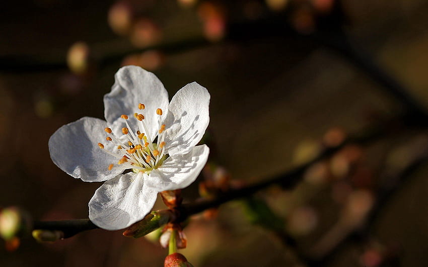 Blume, Makro, Holz, Baum, Blüte, Blüte, Frühling HD-Hintergrundbild