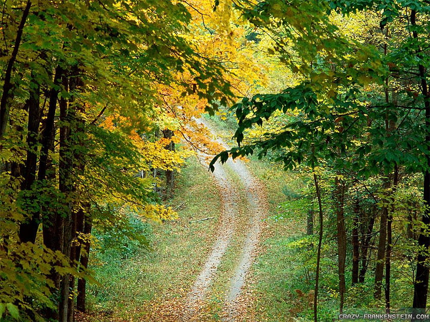 Autumn Deep Forest Road 1024×. 20 Going On 21 HD wallpaper