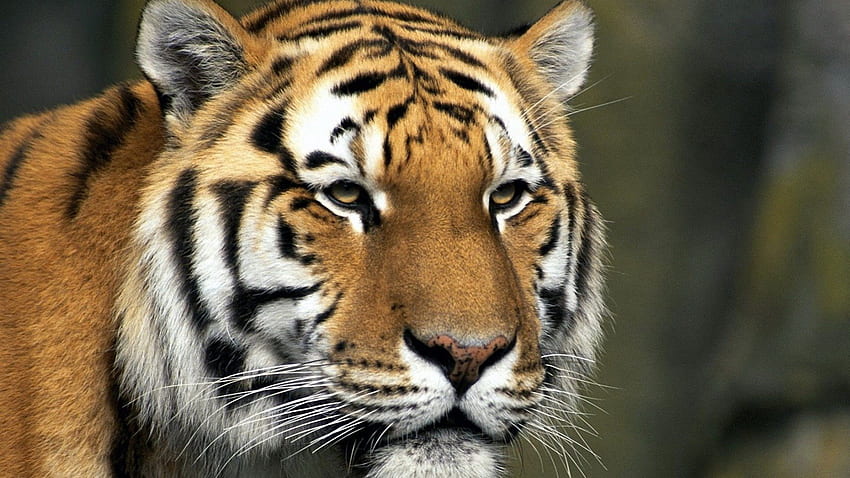 hermoso tigre, gatos, primer plano, grande, tigre fondo de pantalla