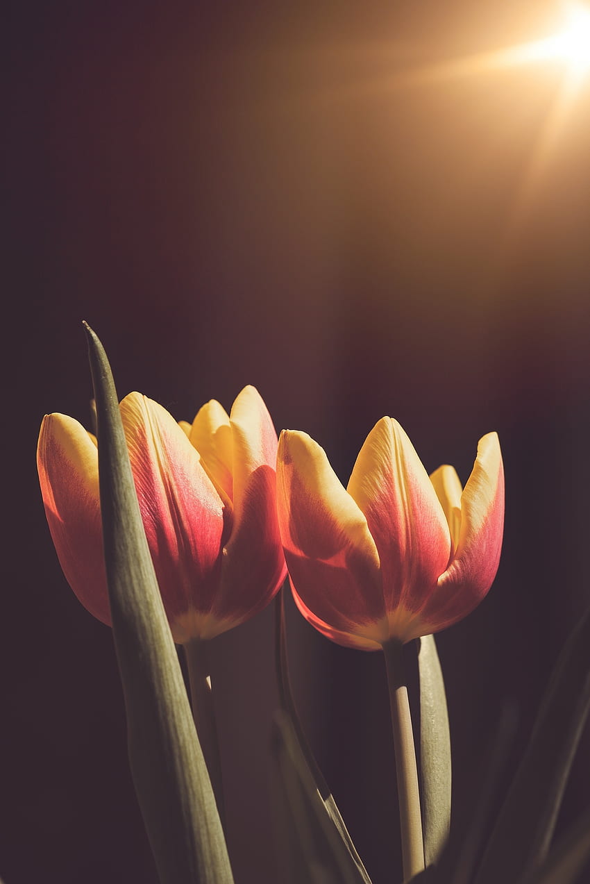 Boccioli, tulipano giallo-arancio, fiori Sfondo del telefono HD
