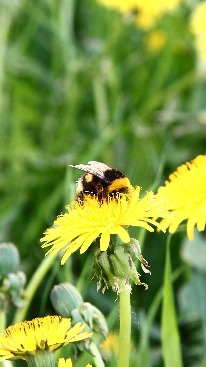 Bee, yellow dandelion flowers, Cute Bee HD phone wallpaper