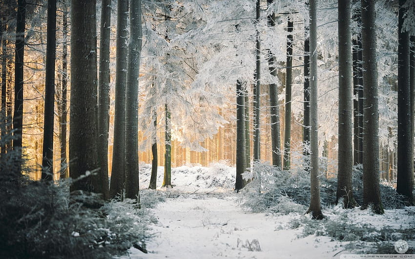 White Forest Path Snow Winter Sunlight, Rustic Winter HD wallpaper
