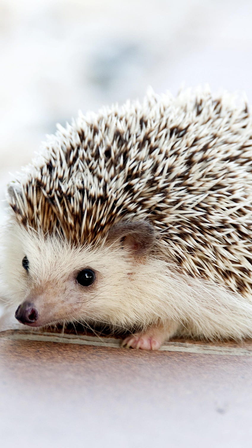 Adorable Hedgehog - iPhone, Android & Background, Cute Animal Phone HD phone wallpaper