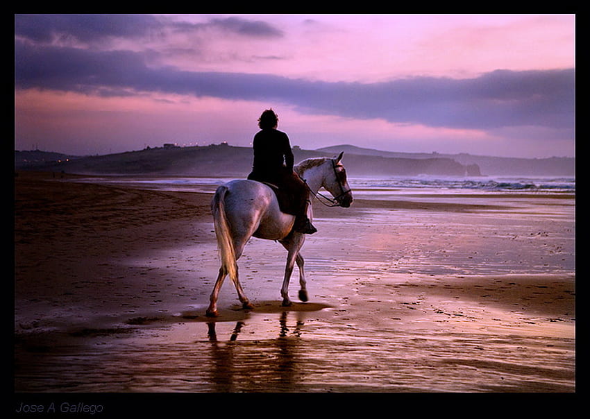 Sharing the quiet, quiet, horse, peaceful, ride, pink sky, water, evening, beach HD wallpaper