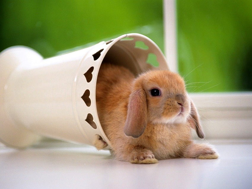 Cute rabbit, rodents, cute, animals, rabbit HD wallpaper