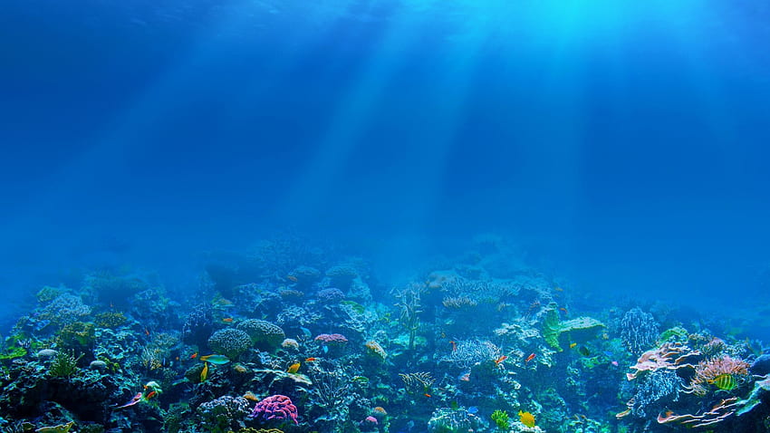 Sea Ocean - -, Under Sea HD wallpaper