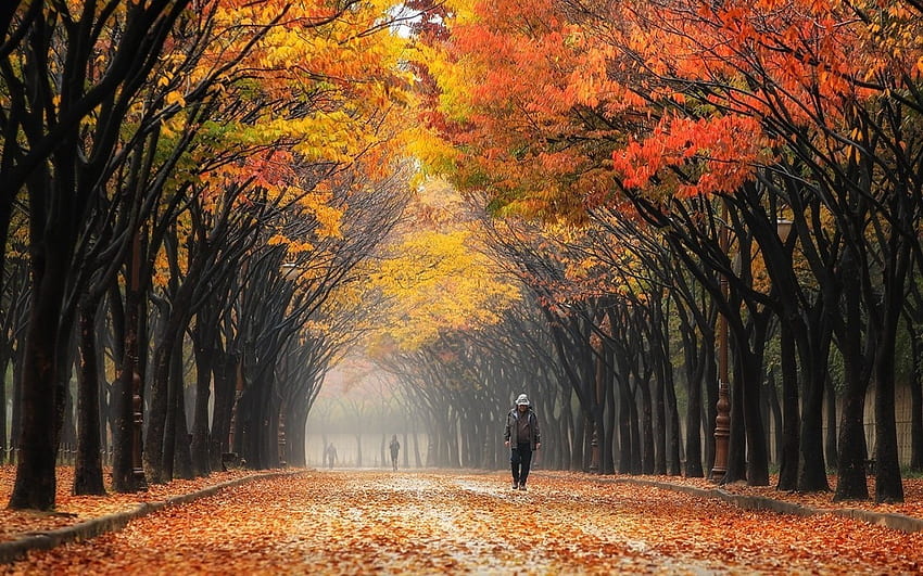 nature landscape colorful leaves street south korea park trees mist people fall tunnel, Autumn People HD wallpaper