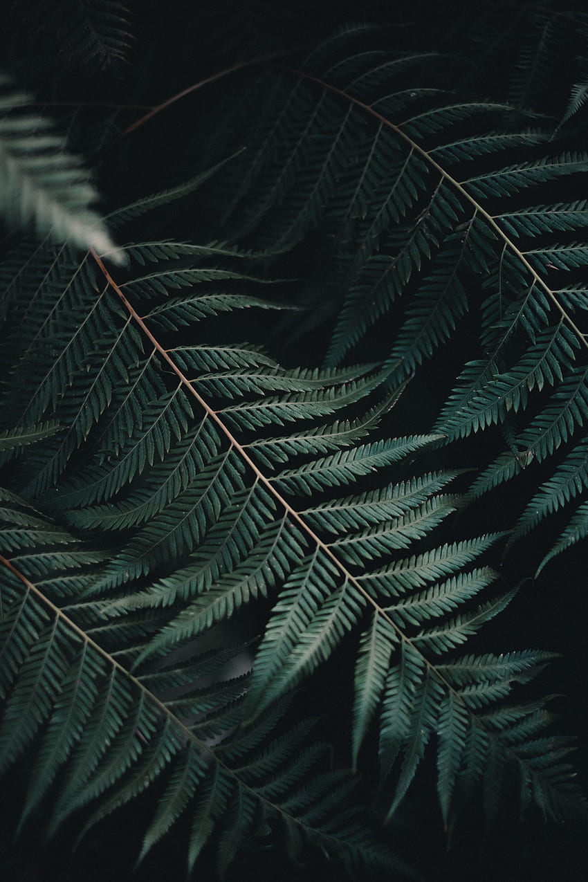 Nature, Plant, Fern, Close-Up, Sheet, Leaf, Carved HD phone wallpaper
