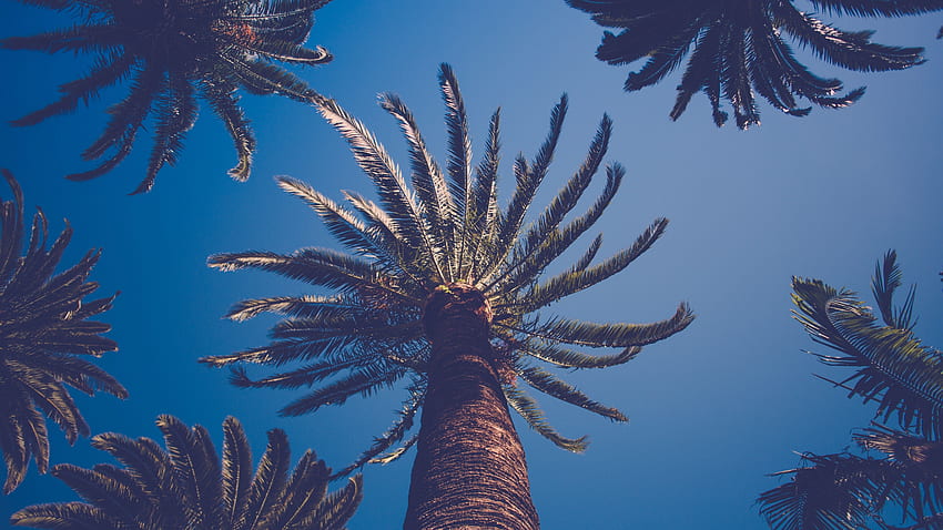 palm tree emoji wallpaper