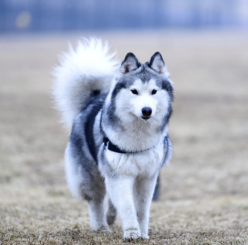 Husky, dog, furry animal, confident HD wallpaper