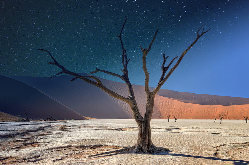 Pohon mati, lanskap, gurun Wallpaper HD