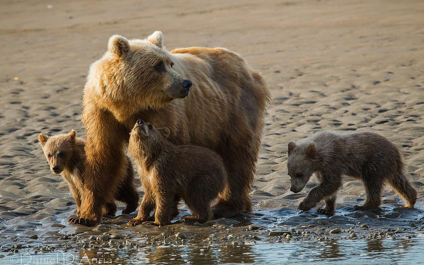 動物, 砂, クマ, 若いです, 家族, カブス 高画質の壁紙