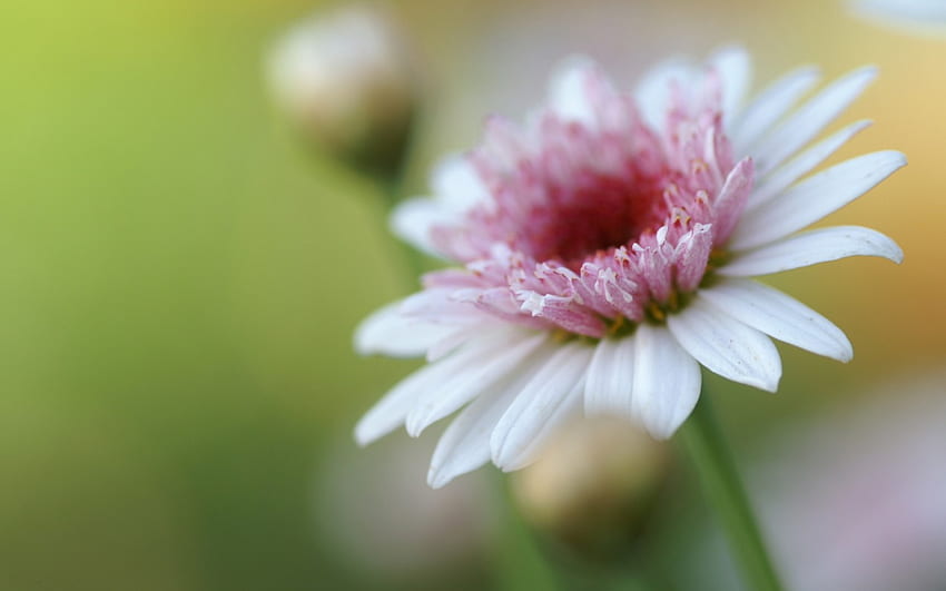 Pink Cone Daisy ชมพู ขาว เดซี่ ธรรมชาติ ดอกไม้ วอลล์เปเปอร์ HD
