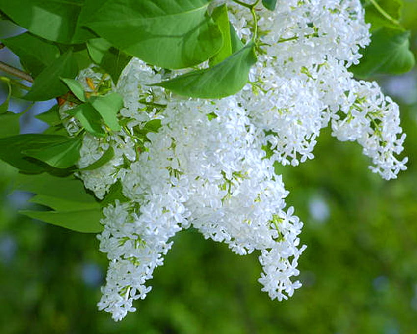 Lilac branch, white, leaves, green, lilacs, fragrant, tree HD wallpaper