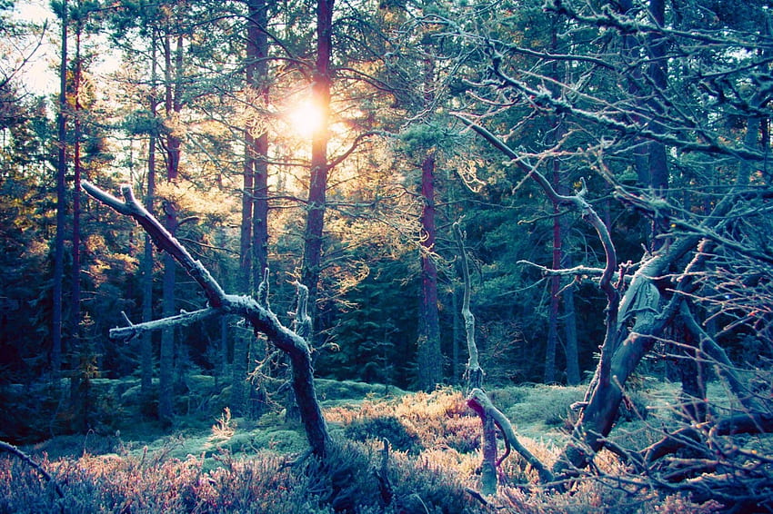 matahari terbenam di Swedia, menyenangkan, sejuk, Swedia, alam, hutan, matahari terbenam Wallpaper HD