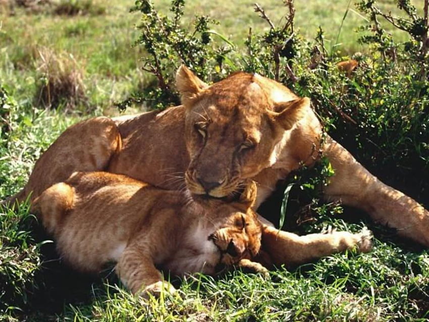 momento romantico, cucciolo, leoni, mamma Sfondo HD