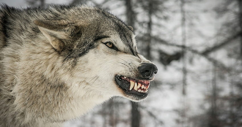 Wolf Face, Angry Wolf Face HD wallpaper