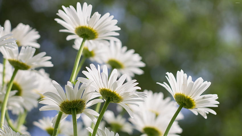 White daisies in the sunshine - Flower HD wallpaper