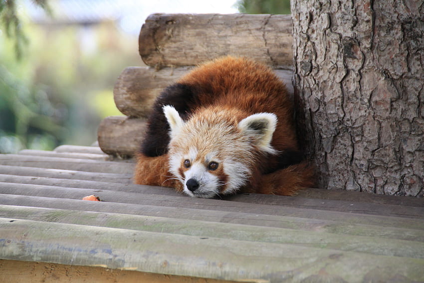 Tiere, Hinlegen, Liegen, Entspannung, Ruhe, Panda, Roter Panda HD-Hintergrundbild