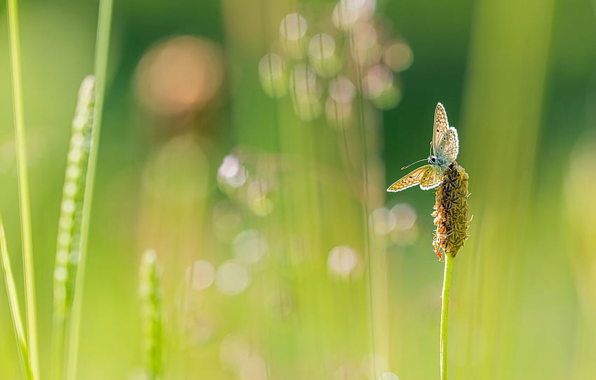 greens, summer, grass, macro, light, green, background, butterfly, plant, blur, stem, insect, bokeh, blurred, blade for , section макро, Blurred Grass HD wallpaper