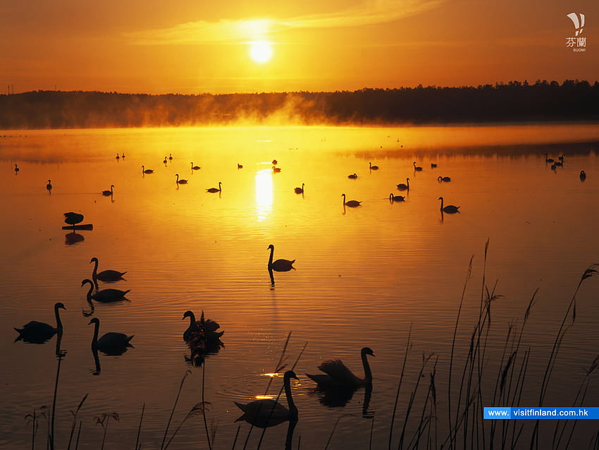 Залез Финландско езеро, златисто, лебеди, тиха вода, силуети, залез HD тапет