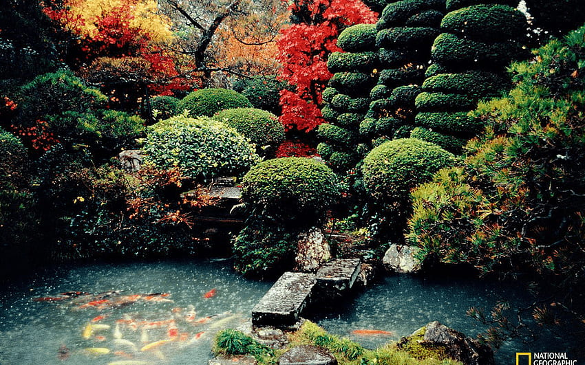 Японски градини и мозъчни заболявания, успокояващ японски HD тапет