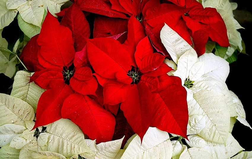 Flowers, Leaves, Drops, Flower, Bicolor, Poinsettia, Two-Color HD wallpaper