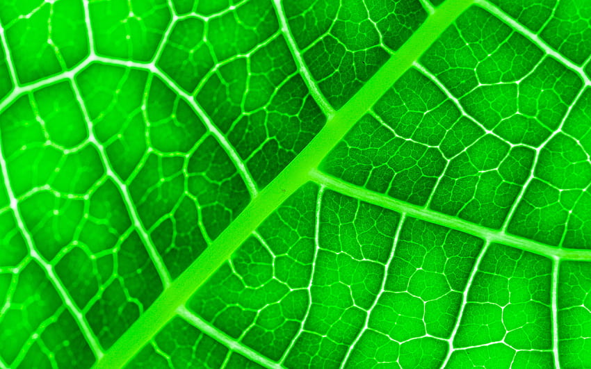Trama di foglie verdi, da vicino, foglie, struttura di foglie, foglie verdi, foglia verde, macro, motivo a foglia, trame di foglie per con risoluzione. Alta qualità Sfondo HD