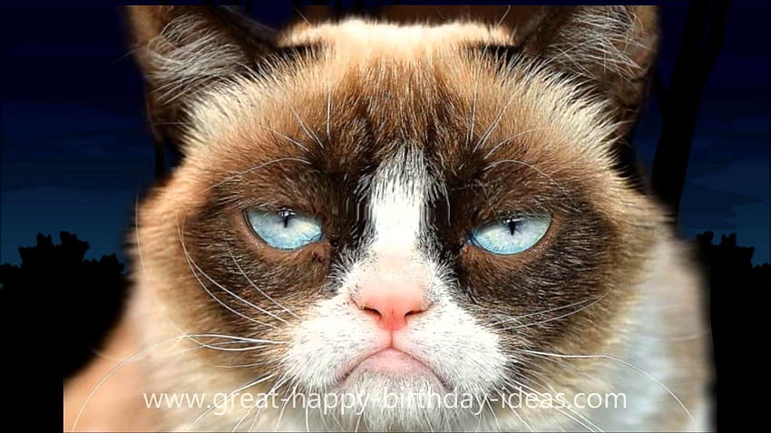 Grumpy Cat HD wallpaper