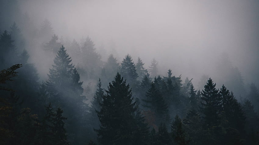 Nebel, , , Bäume, Wald, Natur, neblige Ästhetik HD-Hintergrundbild
