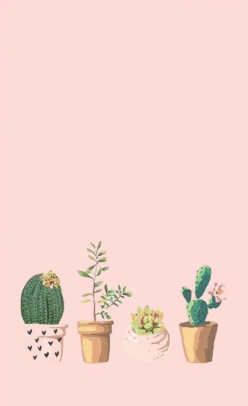 Phone wall paper cactus HD phone wallpaper | Pxfuel