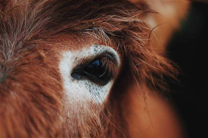 Animals, Mane, Horse, Eye, Eyelash, Eyelashes HD wallpaper