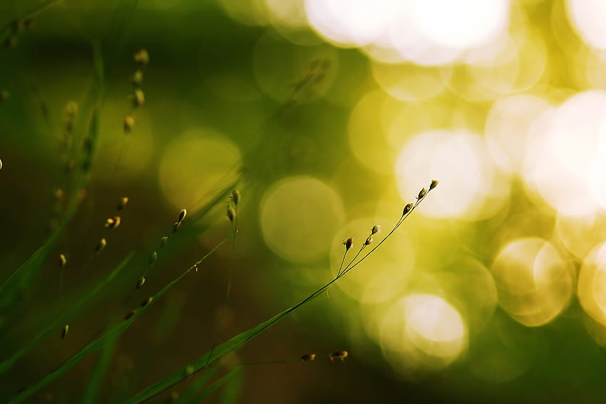 Grass, Background, Macro, Glare, Circles, Blurred, Greased HD wallpaper