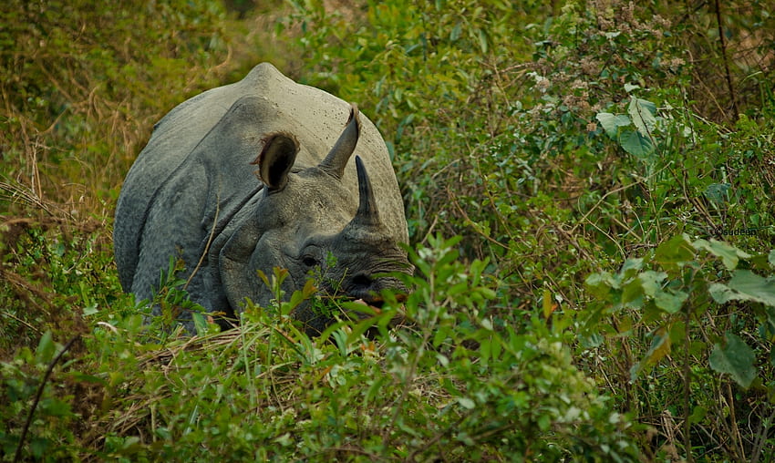 Animals, Grass, Hide, Rhinoceros, Horn HD wallpaper