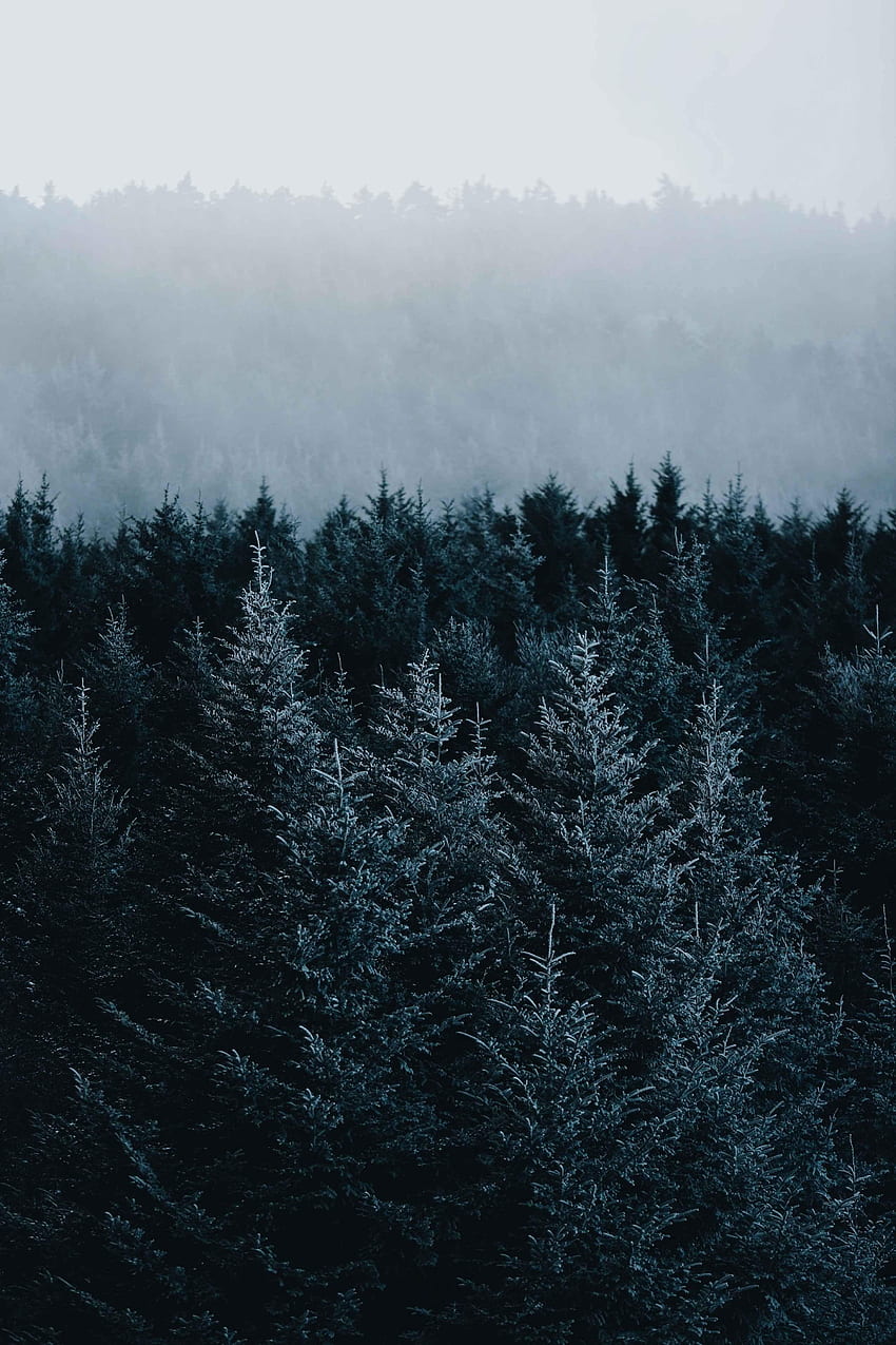 Nature, Trees, Forest, Fog, Spruce, Fir HD phone wallpaper