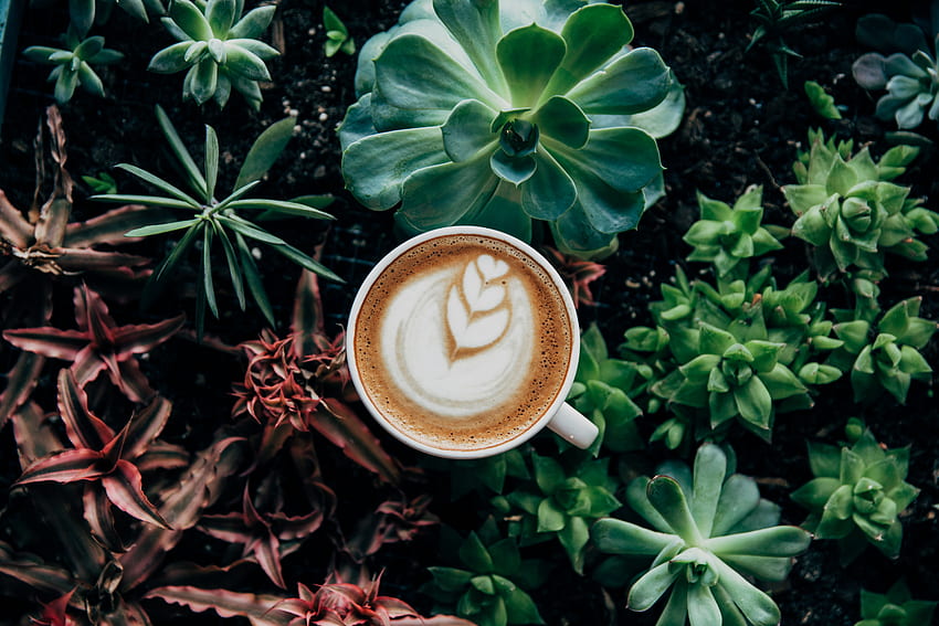 Plants, Food, Coffee, Foam, Meerschaum HD wallpaper