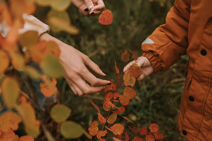 Autumn Leaves Branches Hands Fingers Hd Wallpaper Pxfuel