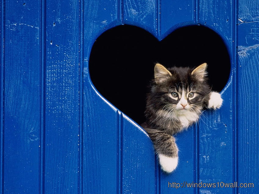 Cats Valentine's Day , 191.26 Kb HD wallpaper