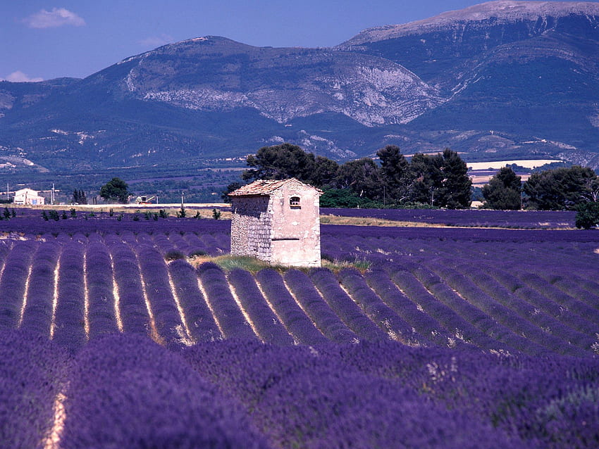 Von den Feldern der Provence zu Ihnen nach Hause: 4 erstaunliche Vorteile für die Haut, Fields France HD-Hintergrundbild