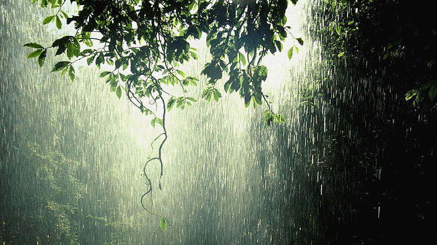 Rainy Day Animated Wallpaper  MyLiveWallpaperscom