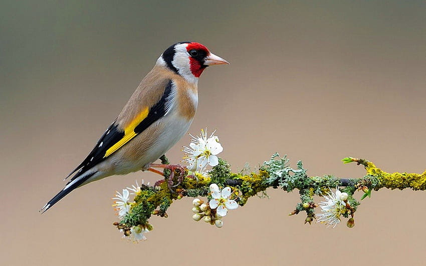 bunga untuk pecinta bunga.: Bunga dan burung, Burung Musim Panas Wallpaper HD