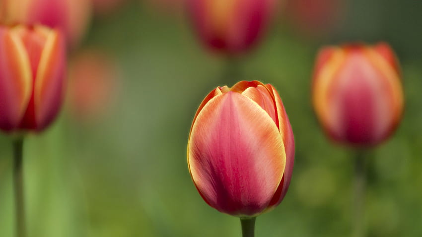 Jasne tulipany, pomarańcze, tulipany, czerwień, kolor żółty Tapeta HD