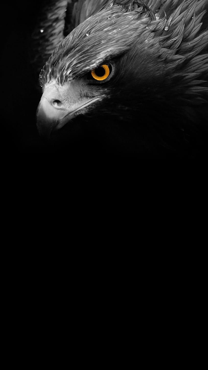 AMOLED Animal, Black Eagel HD phone wallpaper