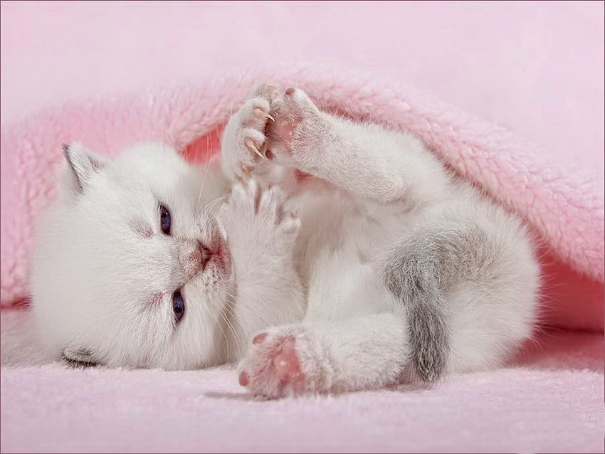 Gatito jugando, gatito, dulce, blanco, gatito, lindo, gato, rosa, jugando, adorable fondo de pantalla